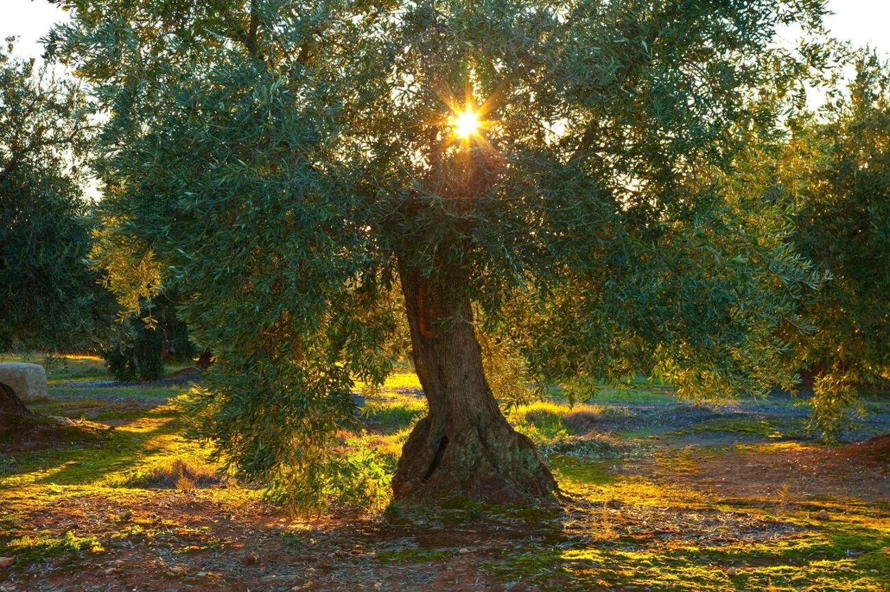 Ulivi secolari del Cilento